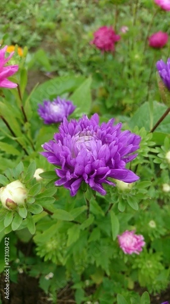 Obraz Violet flower chrysanthemum 