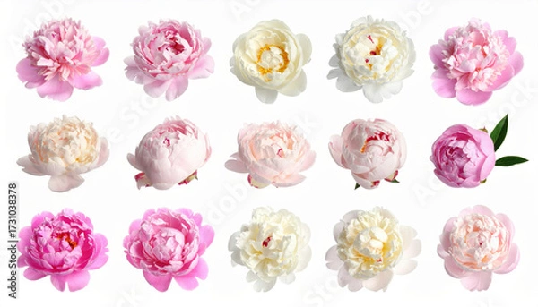 Fototapeta Peony flower collection with various shades of pink, white, and cream, isolated on white background, showcasing delicate petals and natural beauty in full bloom