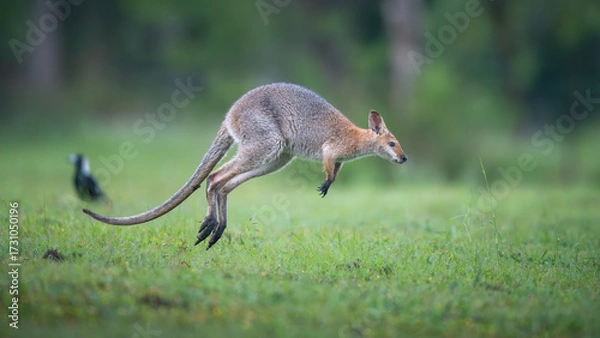 Fototapeta kangaroo jump