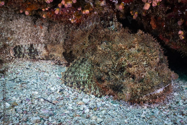 Obraz Scorpionfish
