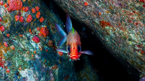 Obraz Big Eyes Squirrel fish