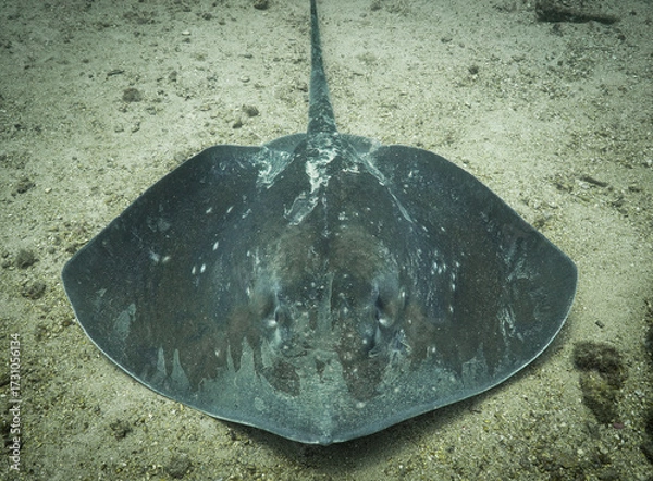 Obraz Roughtail stingray