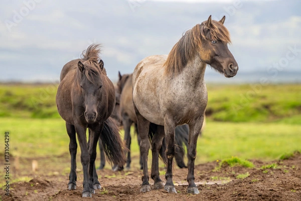 Fototapeta Icelandic horse