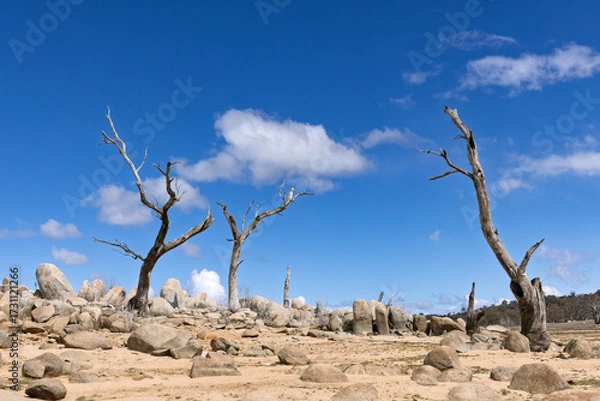 Fototapeta An eerie looking dead trees standing amongst boulders on the sandy shores of Lake Eucumbene in the Snowy Mountains, NSW Australia.	
