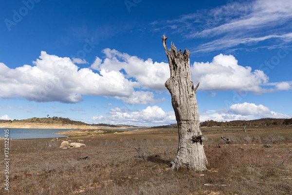 Fototapeta An eerie looking dead tree on the freshwater shores of Lake Eucumbene under a cloudy blue sky in the Snowy Mountains.