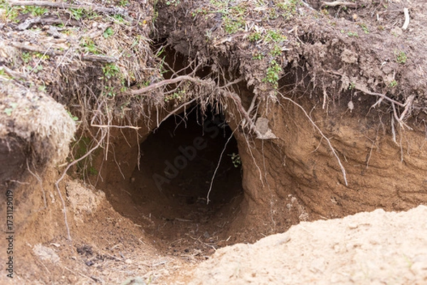 Fototapeta The distinct entrance to an Australian wombat burrow. 