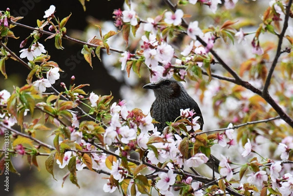 Fototapeta マメザクラの木で休むヒヨドリ