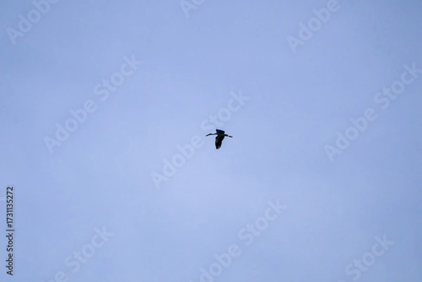 Obraz birds in flight