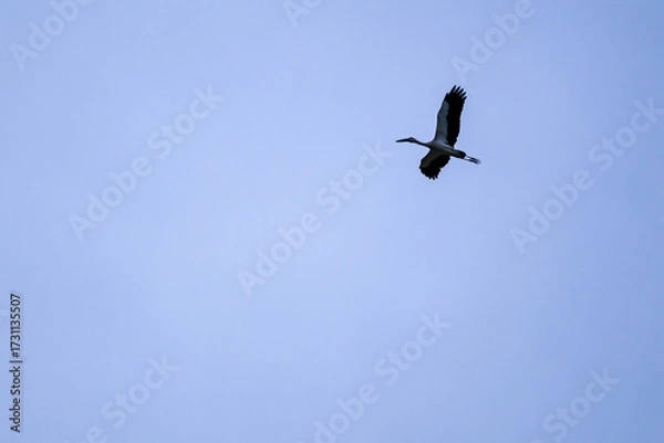 Obraz birds in flight