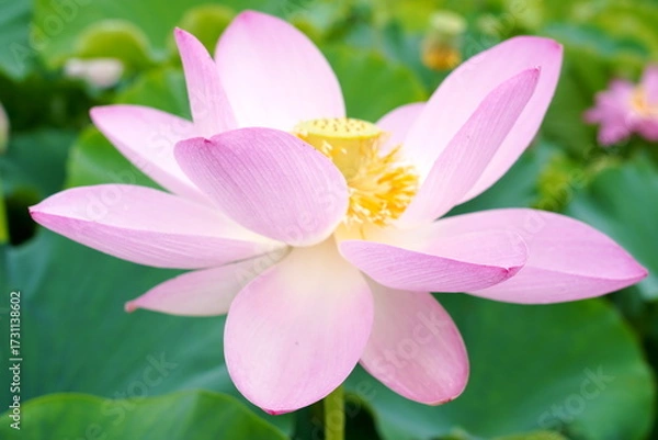 Fototapeta 深い緑の大きな葉を背景に薄いピンク色の蓮の花が大きく開いている様子を捉えた写真夏の日差しを浴びて清らかに咲く姿が美しい