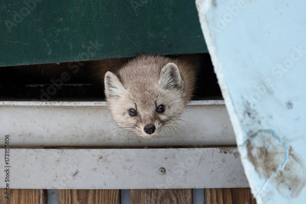 Obraz American Pine Marten Martes americana in Dumpster at Algonquin Park Ontario