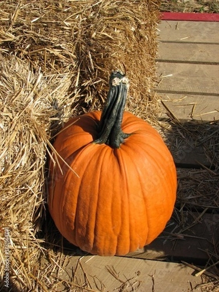 Obraz pumpkin on hay