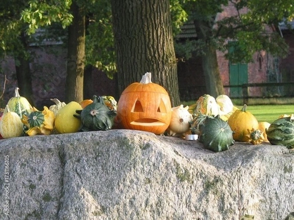 Obraz pumpkins in a garden