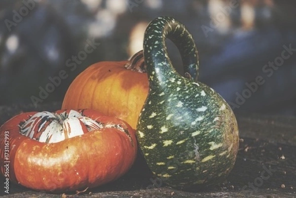 Obraz pumpkins and gourds