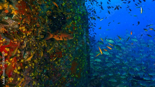 Fototapeta Underwater photography at the united states military shipwreck HTMS Prab Wreck. From a scuba dive in Thailand.