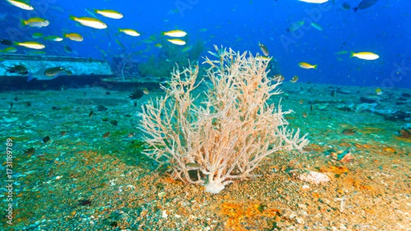 Fototapeta Underwater photography at the united states military shipwreck HTMS Prab Wreck. From a scuba dive in Thailand.