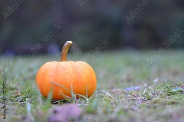 Obraz pumpkin on grass
