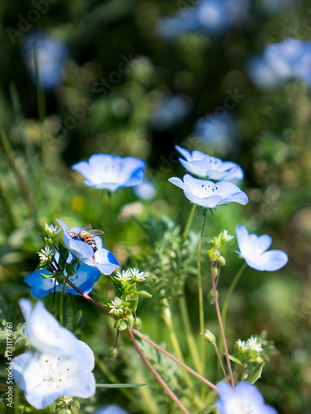 Obraz ネモフィラ