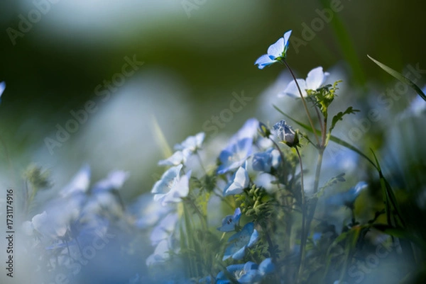 Obraz ネモフィラ