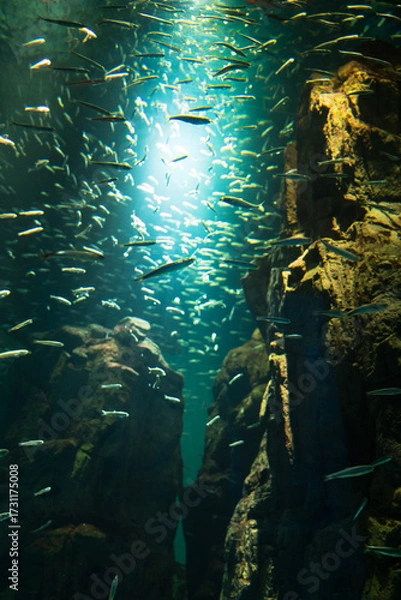 Obraz イワシの群遊