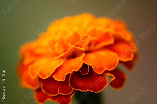 Obraz マリーゴールド