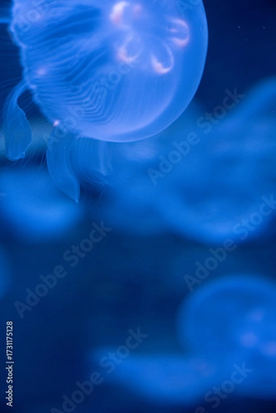 Obraz クラゲの遊泳
