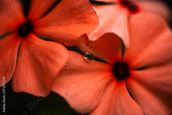 Fototapeta ニチニチソウ