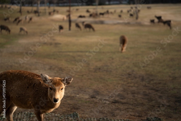 Obraz 奈良の鹿