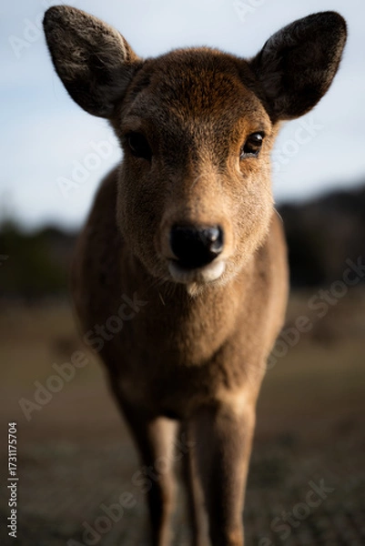 Fototapeta 奈良の鹿