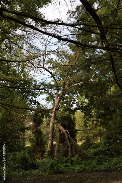 Obraz trees in the forest