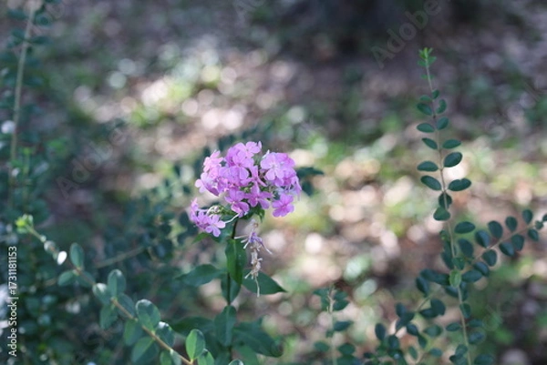Obraz bee on a flower