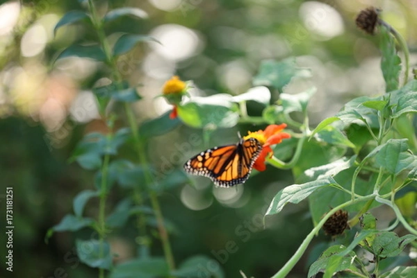Obraz butterfly on flower