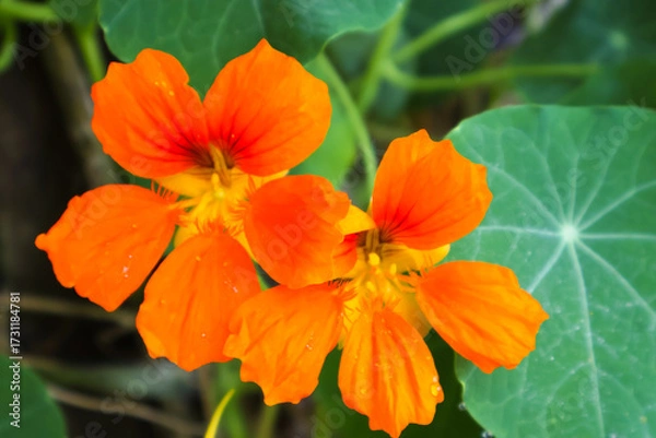 Obraz orange hibiscus flower