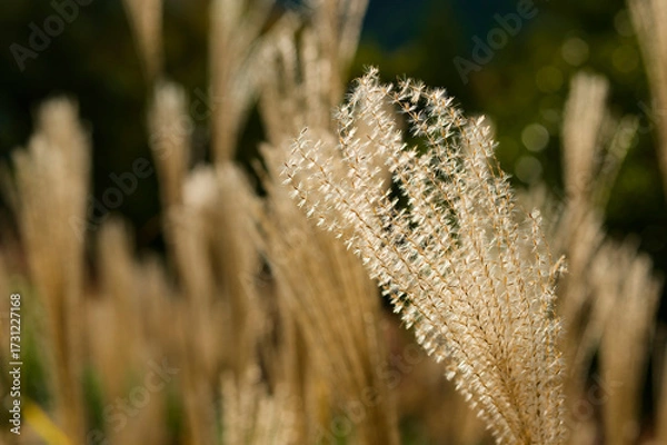 Obraz ススキの穂