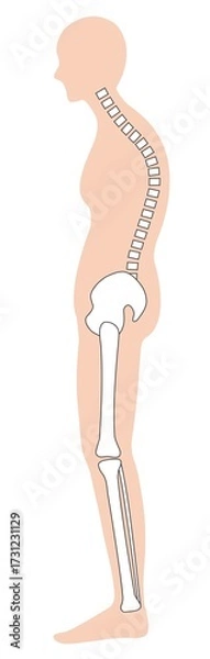 Obraz 猫背の女性　背骨と骨盤