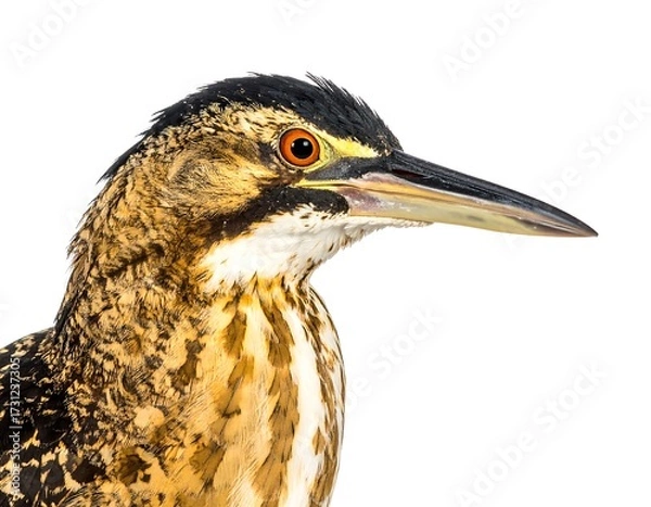 Fototapeta Close-up profile of a bird with mottled brown and gold plumage, sharp beak, and intense orange eyes, set against a white background