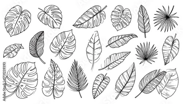 Fototapeta Collection of line-drawn tropical leaves, varying in shape and size, on a white background