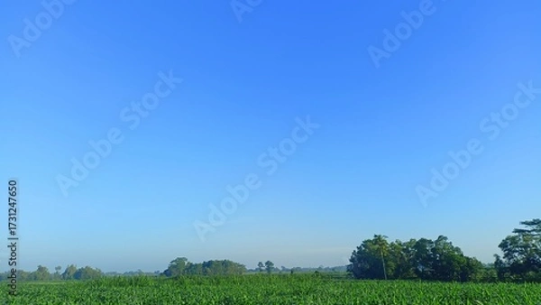Obraz A clear blue sky with lush green fields