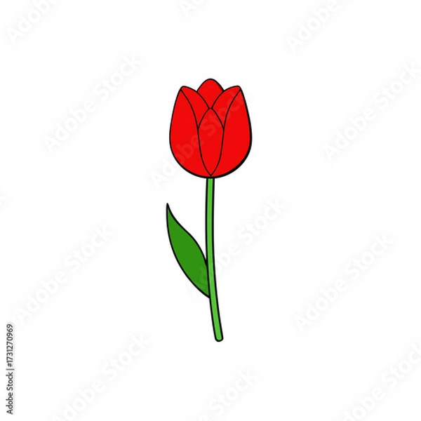 Obraz red tulip on white background