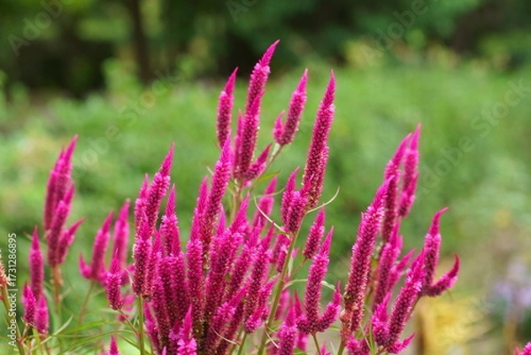 Obraz セロシア（ノゲイトウ）