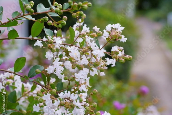 Obraz 白いサルスベリ