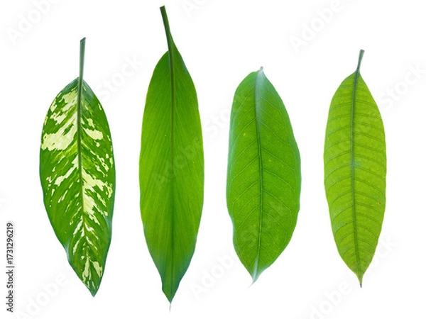 Fototapeta Set collection or collage of various green leaves isolated on transparent background