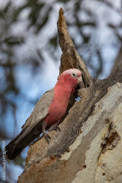 Fototapeta Galah (eolophus roseicapilla) at its nesting place in the Murchison Region of Western Australia 