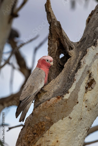 Fototapeta Galah (eolophus roseicapilla) at its nesting place in the Murchison Region of Western Australia 