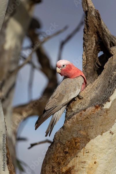 Fototapeta Galah (eolophus roseicapilla) at its nesting place in the Murchison Region of Western Australia 