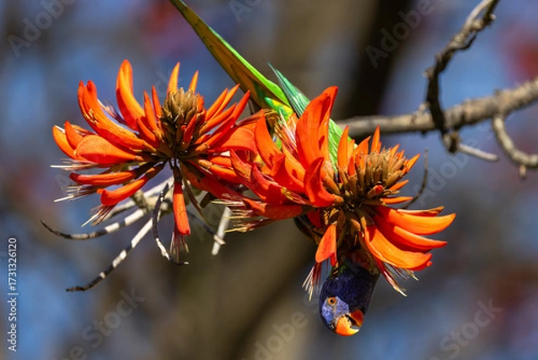 Fototapeta Colourful Rainbow Lorikeet (trichoglossus moluccanus) feeding on the flowers of a flame tree in Perth, Western Australia
