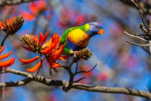 Fototapeta Colourful Rainbow Lorikeet (trichoglossus moluccanus) feeding on the flowers of a flame tree in Perth, Western Australia