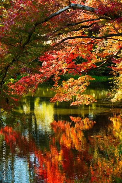 Fototapeta 水辺の紅葉が池にリフレクションしています。