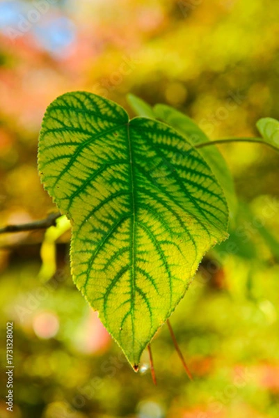 Fototapeta 快晴のカジノキ黄金葉のクローズアップです。