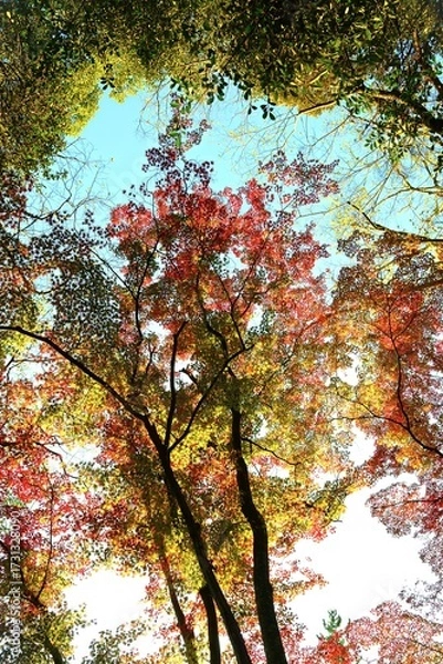 Fototapeta 見上げた紅葉の木々と葉です。